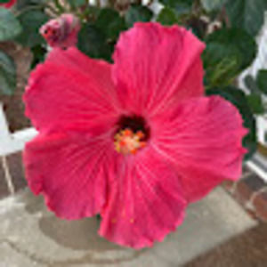 Meet your Posher, Hannah allen